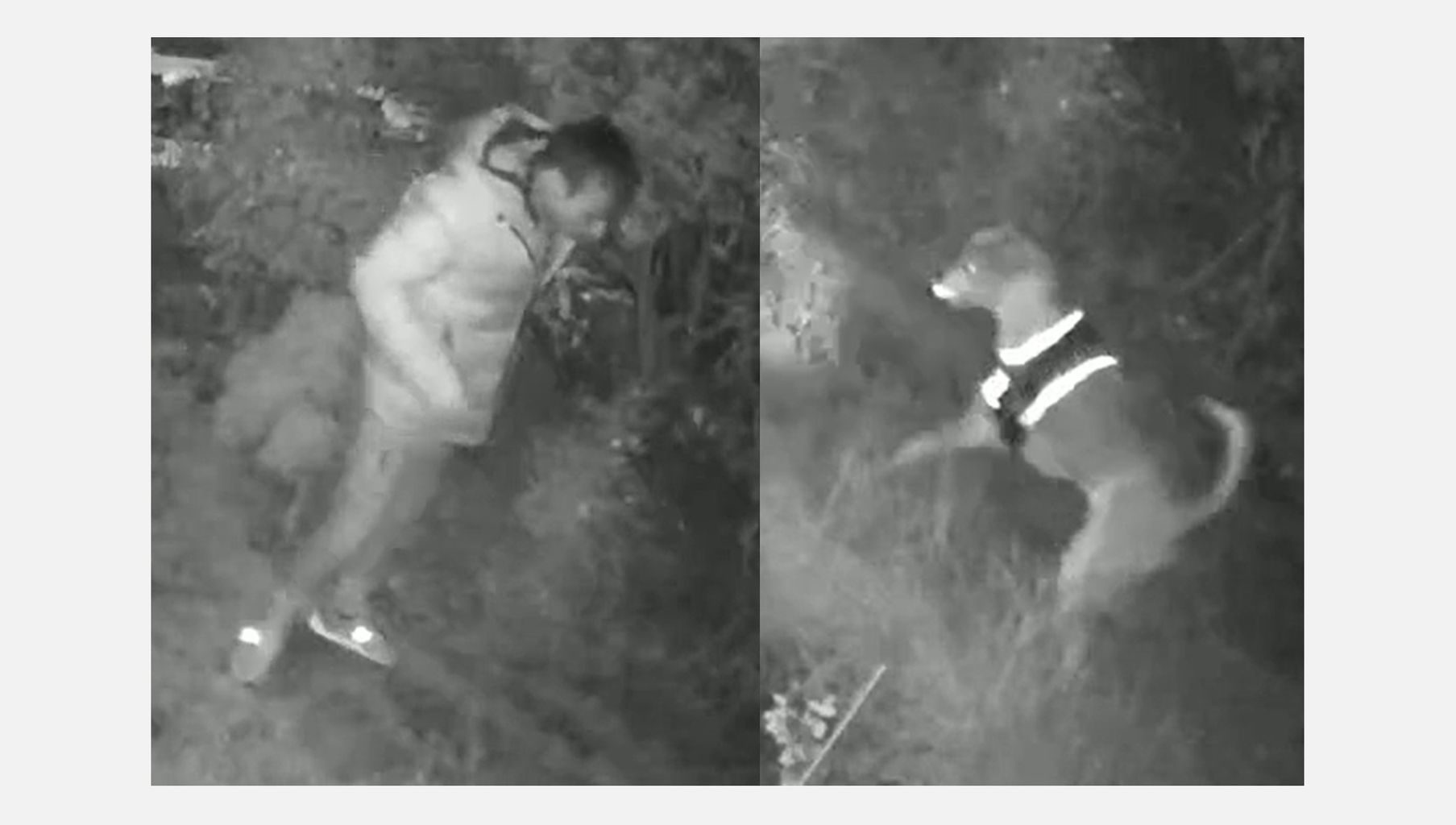 Dog kills cat in Milton Keynes